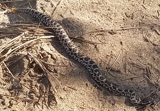 rattlesnake_2.jpg