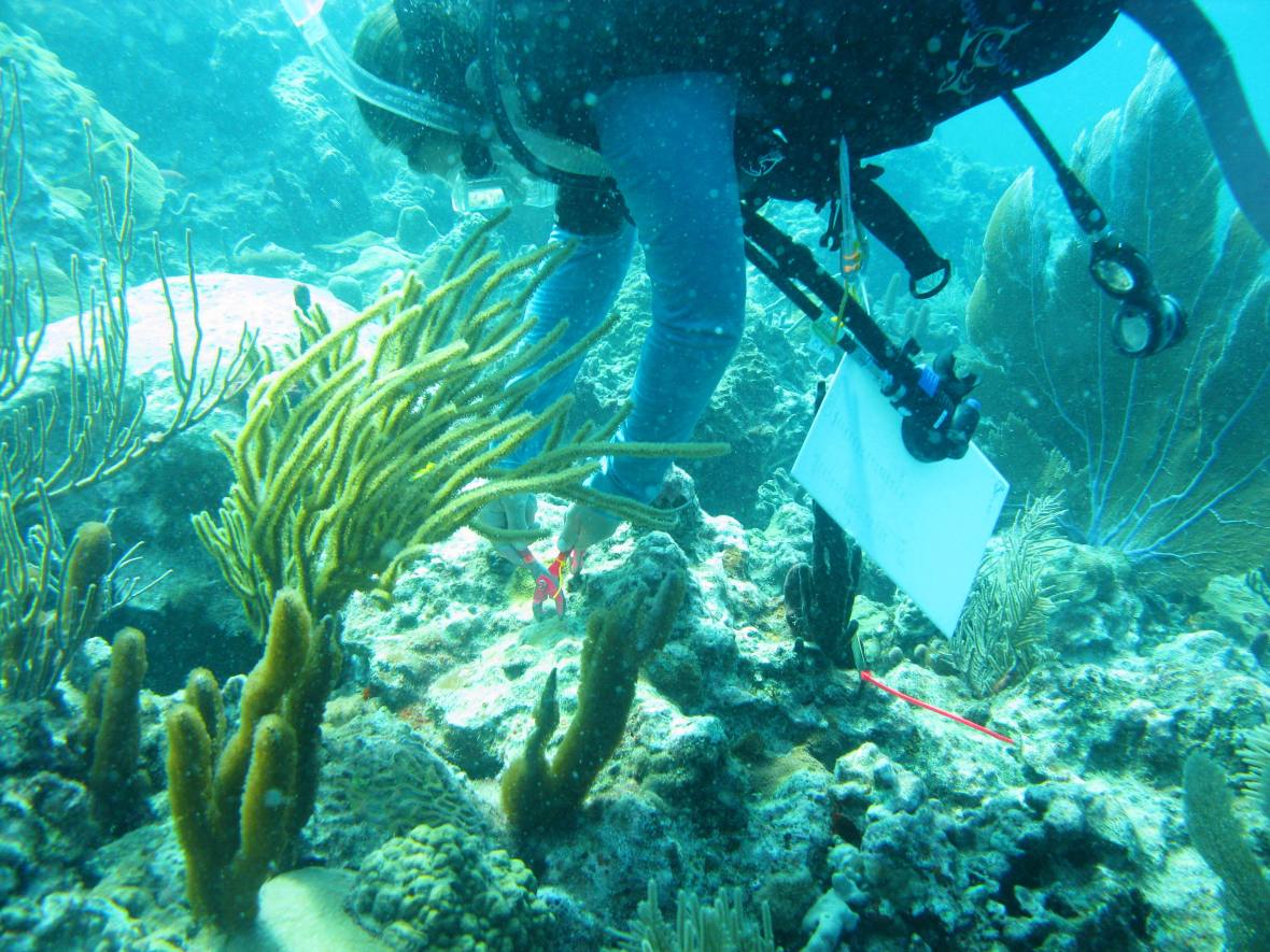 working in Puerto Rico w Bruno